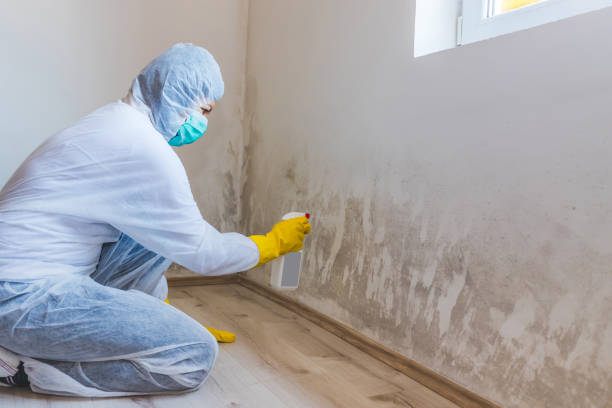 Licensed Basement Mold Remediation service in Forest Lake, IL - WQB Mold Removal
