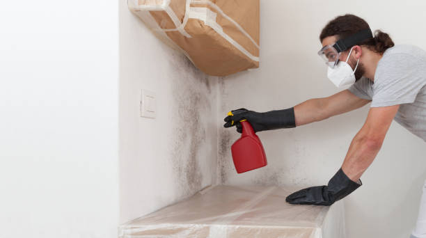Professional Basement Mold Remediation technician working in Forest Lake, IL