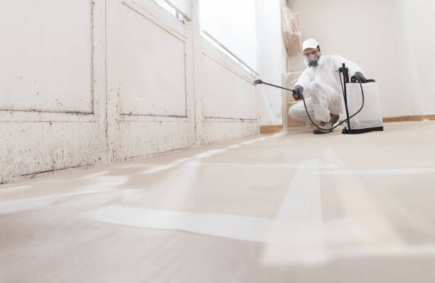 24/7 Emergency Basement Mold Remediation experts in Forest Lake, IL